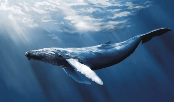 Blue Whale e lo spettacolo della violenza